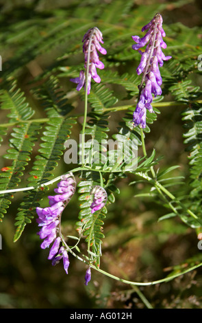 Getuftete Wicke, Vogel-Wicke, Kuh-Wicke oder Tinegrass, Vicia Cracca, Fabaceae Stockfoto