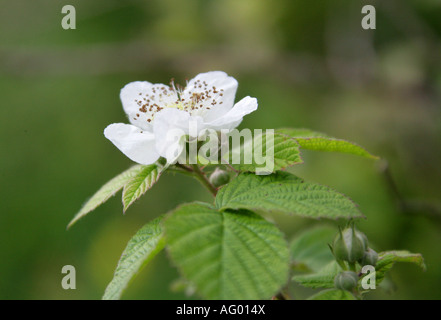 Bramble Blume, Rubus fruticosus, Rosaceae Stockfoto