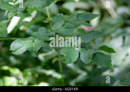 Ground Elder oder Goutweed Blätter, Aegopodium podagraria, Apiaceae Stockfoto