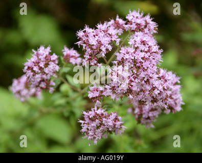 Wilder Majoran, Origanum vulgare, Lamiaceae Stockfoto