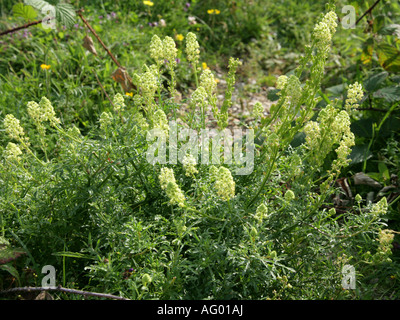 Wilde Mignonette Reseda Lutea Resedaceae Stockfoto