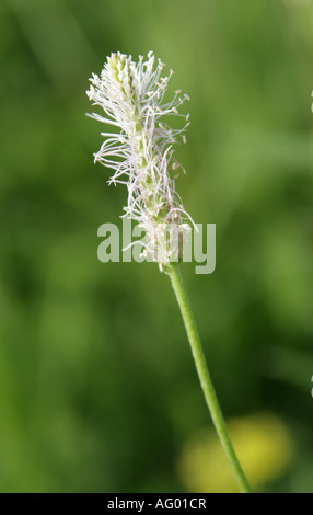 Hoary Wegerich Plantago Media Wegerichgewächse aka mittleren Wegerich Stockfoto