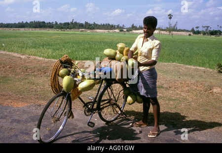 Süd Indien Kerala Dorf Beschriftung Leben Kokosnüsse Stockfoto