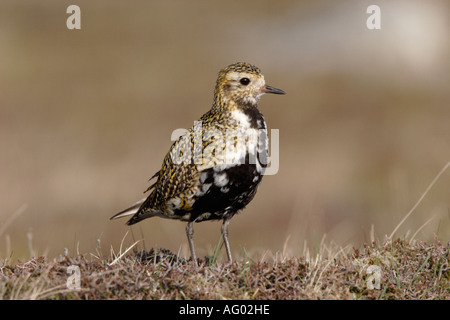 Europäische Goldregenpfeifer im Sommer Gefieder auf Yell in den Shetlands Stockfoto