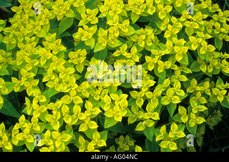 Euphorbia Ceratocarpa, Wolfsmilch, Wolfsmilch euphorbias Stockfoto