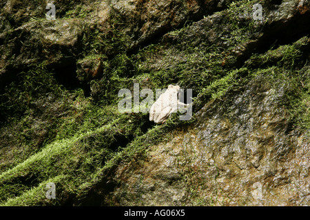 Weiße Kröte oder Frosch auf moosige Wand in Goldmine Tunnel. Stockfoto