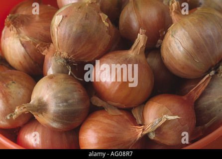 Allium Cepa var. Aggregatum "Red Sun" Schalotte Lampen Stockfoto