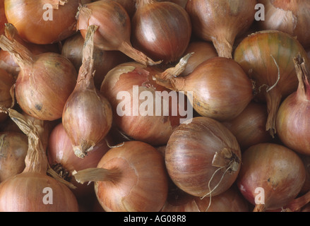 Allium Cepa var. Aggregatum "Red Sun" Schalotte Lampen Stockfoto