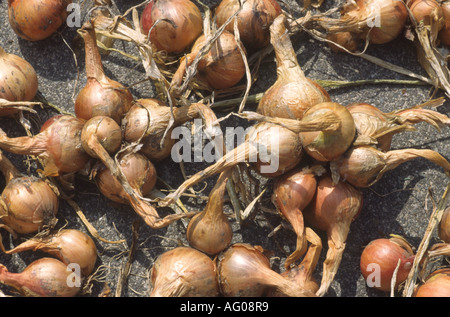 Allium Cepa var. Aggregatum "Red Sun" Schalotte Glühbirnen auf Weg nach der Ernte trocken gelegt. Stockfoto