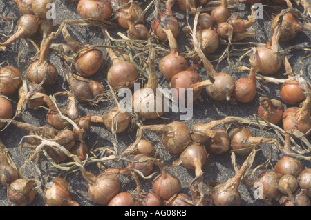 Allium Cepa var. Aggregatum "Red Sun" Schalotte Glühbirnen auf Weg nach der Ernte trocken gelegt. Stockfoto