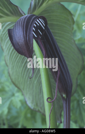 Arisaema Costatum. Stockfoto