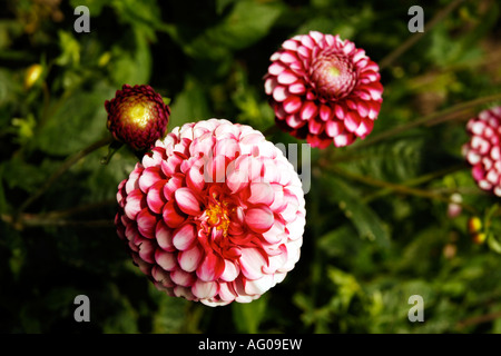 Garten Blumen in voller Blüte Stockfoto