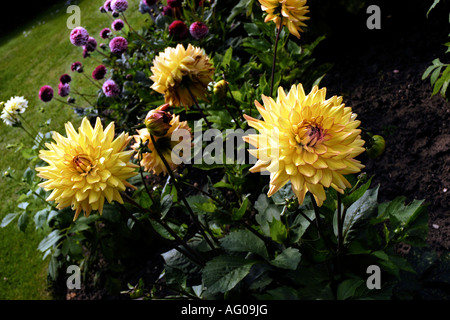 Garten Blumen in voller Blüte Stockfoto