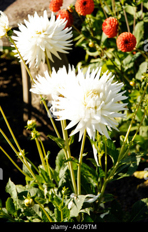 Garten Blumen in voller Blüte Stockfoto