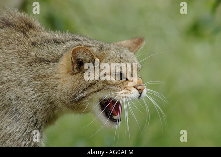 Schottische Wildkatze (Felis sylvestris) Eine Wildkatze in einem Moment erhöhter Wachheit, ihr Mund öffnet sich in einem Zeichen der Bereitschaft. Stockfoto