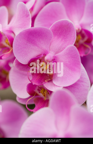 Rosa Orchideen Blüten im detail Stockfoto