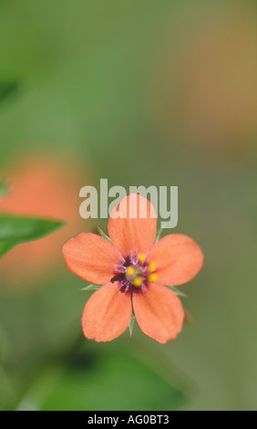 Scarlet Pimpernel Blume "Anagallis Arvensis" Stockfoto