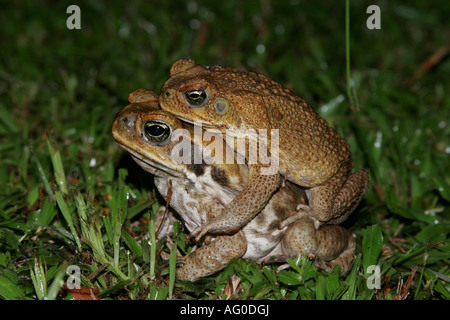 Cane Toad paar Stockfoto