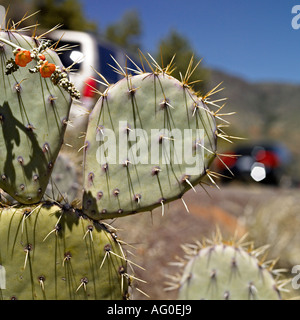 Kaktus vor vorbeifahrenden Fahrzeugen Stockfoto
