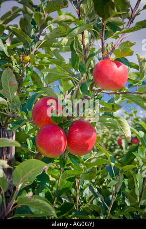 Rot Mostäpfel zusammen auf Ast, Niederlande Stockfoto