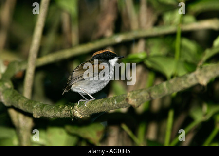 Schwarz-CHEEKED GNATEATER Conopophaga Melanops Brasilien Stockfoto