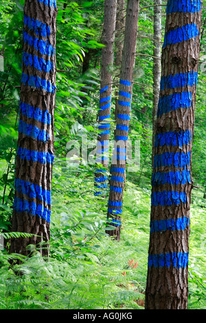 Bosque Pintado de Oma Kiefernwald mit malte Stämme Kortezubi Vizcaya Baskenland Europa Stockfoto