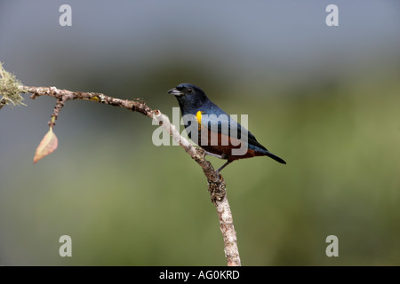 Kastanie BELLIED EUPONIA Euphonia Pectoralis männlichen Brasilien Stockfoto