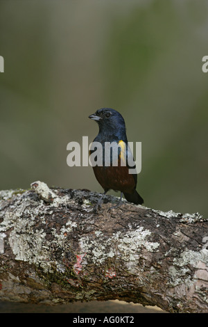 Kastanie BELLIED EUPONIA Euphonia Pectoralis männlichen Brasilien Stockfoto