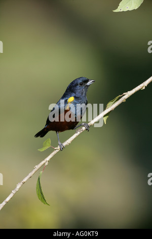 Kastanie BELLIED EUPONIA Euphonia Pectoralis männlichen Brasilien Stockfoto