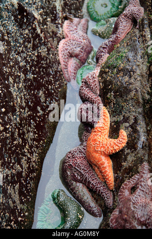 Seesterne und Seeanemonen Stockfoto