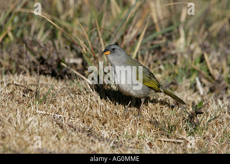 GROßEN PAMPA FINCH Embernagra Platensis Brasilien Stockfoto