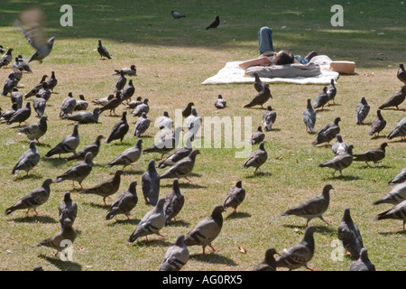 Herde von Tauben rund um Sonnenanbeter. Russell Square, Bloomsbury, Camden, London Stockfoto