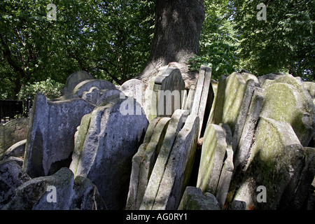 Robuster Baum. Alte Kirche St. Pancras, Camden, London, England Stockfoto