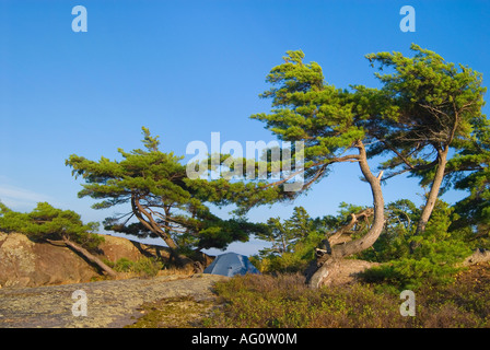 Zelt unter der Weymouthskiefer auf Green Island, Mink Inselgruppe am Georgian Bay, Ontario Stockfoto