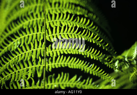 Farn Wedel im Sonnenlicht, Ryton Holz, Warwickshire, England, UK Stockfoto