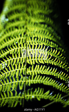 Farn Wedel im Sonnenlicht, Ryton Holz, Warwickshire, England, UK Stockfoto