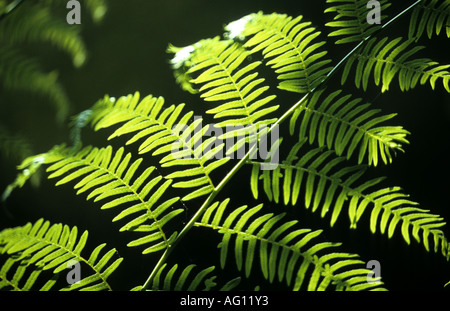 Farn Wedel im Sonnenlicht, Ryton Holz, Warwickshire, England, UK Stockfoto