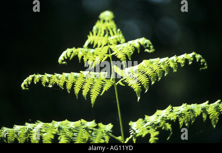 Farn Wedel im Sonnenlicht, Ryton Holz, Warwickshire, England, UK Stockfoto