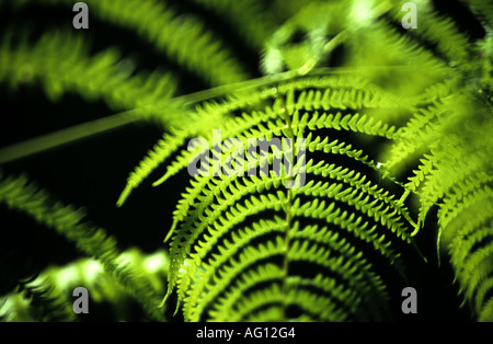 Farne im Sonnenlicht, Ryton Holz, Warwickshire, England, UK Stockfoto