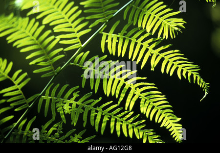 Farn Wedel im Sonnenlicht, Ryton Holz, Warwickshire, England, UK Stockfoto