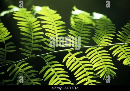 Farn Wedel im Sonnenlicht, Ryton Holz, Warwickshire, England, UK Stockfoto