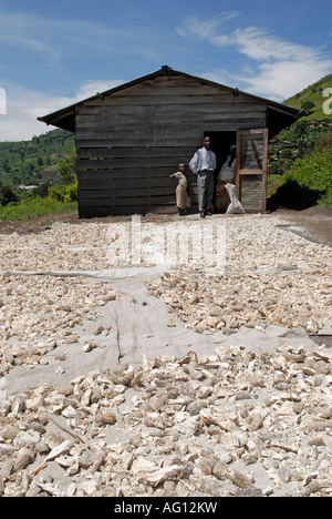 Manihot esculenta, gemeinhin als Maniok Trocknung in der Sonne in einer ländlichen Gegend in Nord-Kivu Provinz, DR Kongo Afrika Stockfoto