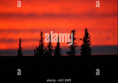 Fichten im Profil vor bunten Abend Wolken in einem Gebiet namens Barrenlands, Northwest Territories, Kanada. Stockfoto