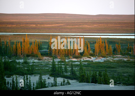 Dauern Sie Licht auf eine Oase der Fichtenwald in einem Gebiet namens The Barrenlands, in der Nähe von Whitefish Lake, Northwest Territories, Kanada. Stockfoto