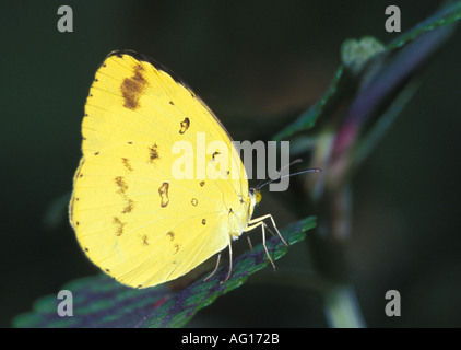 Gemeinsamen Grass gelben Schmetterling Eurema Hecabe Phoebus Stockfoto