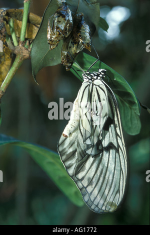 Papier Drachen Schmetterling neu entstanden und ruht auf seine Puppe Stockfoto