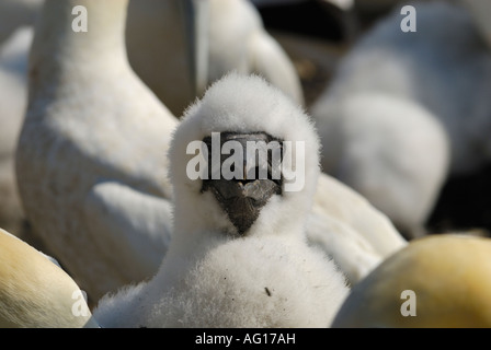 Northern Gannet Chick, Morus Bassanus, Bass Rock, Firth of Forth, Schottland Stockfoto