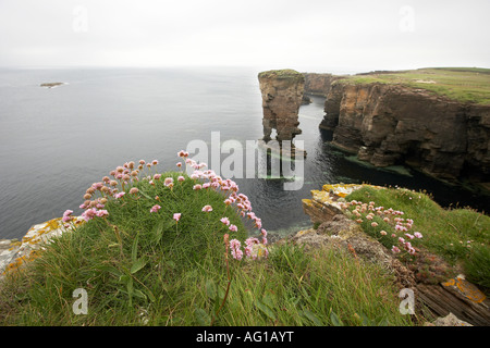 Die Burg von Yesnaby Seastack und Sparsamkeit Garthna Geo Bucht Orkney Scotland UK Stockfoto