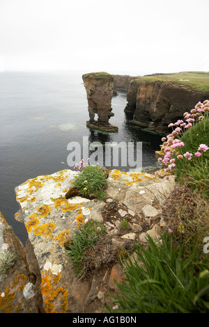 Sparsamkeit und die Burg von Yesnaby Seastack Garthna Geo Bucht Orkney Scotland UK Stockfoto