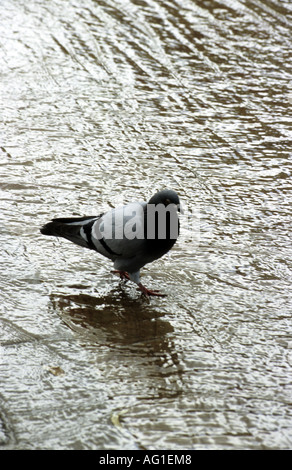 Taube im Wasser läuft über ebnet im Wasserspiel, Worcester, Worcestershire, England, UK Stockfoto